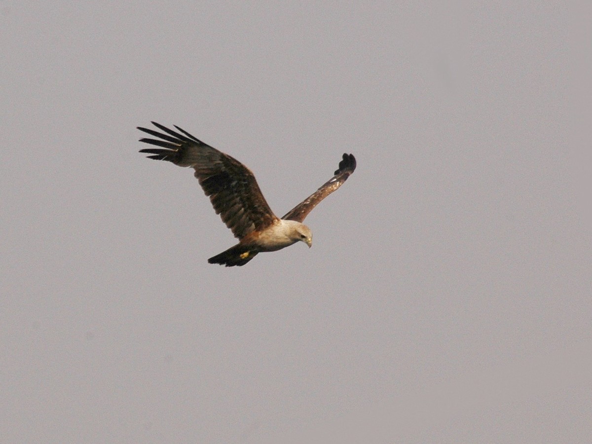 Brahminy Kite - Sathyanarayana Srinivasan