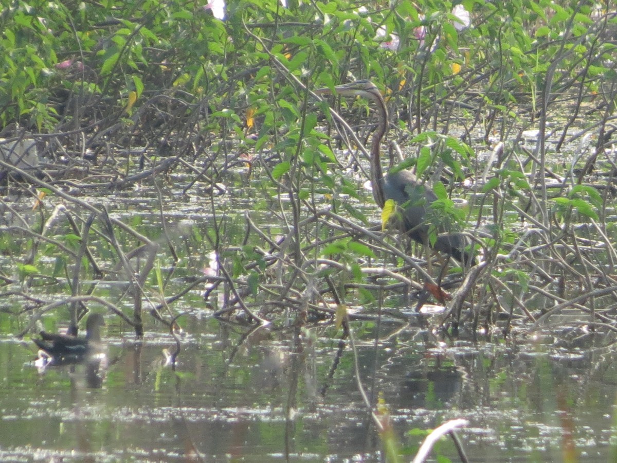 Purple Heron - Sathyanarayana Srinivasan