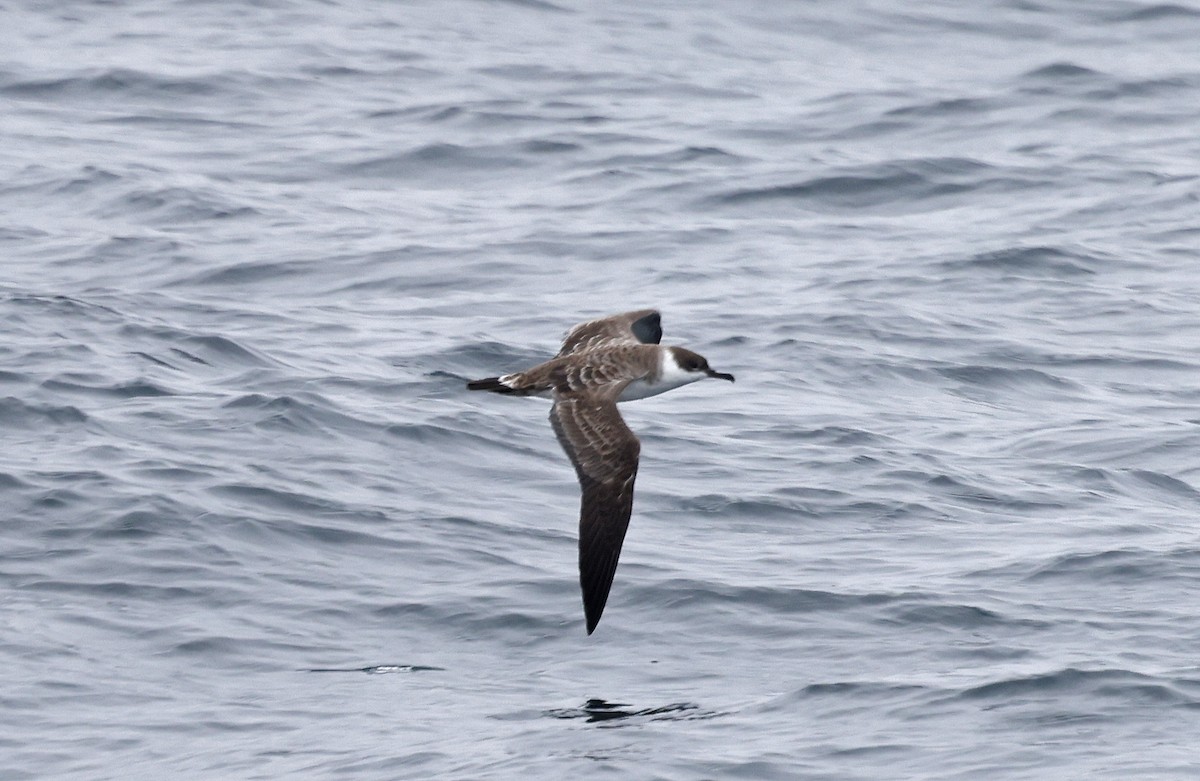 Great Shearwater - ML617521480