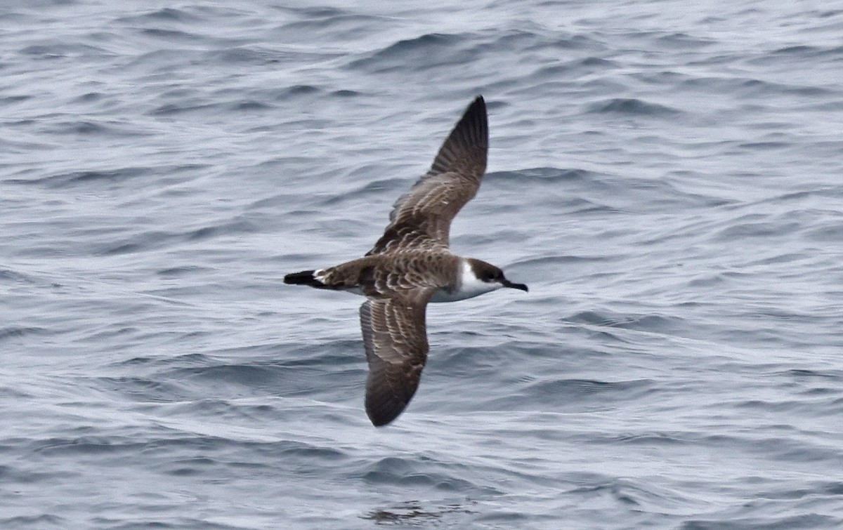 Great Shearwater - ML617521481