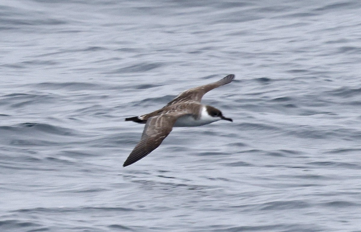 Great Shearwater - ML617521484