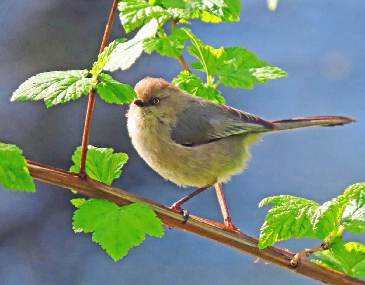 Bushtit - ML617521485