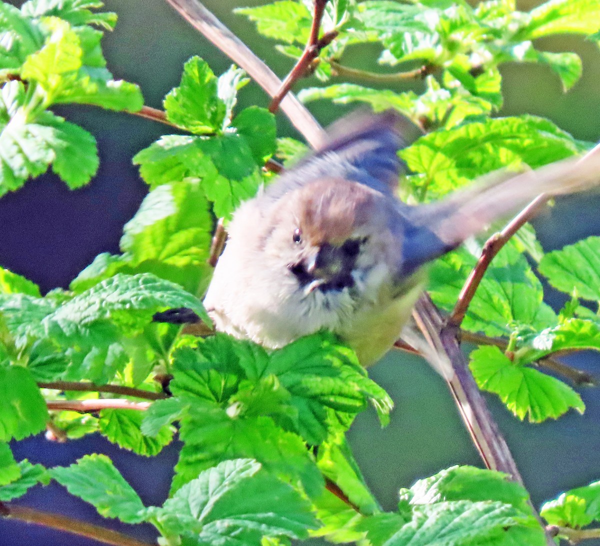 Bushtit - Jim Scott