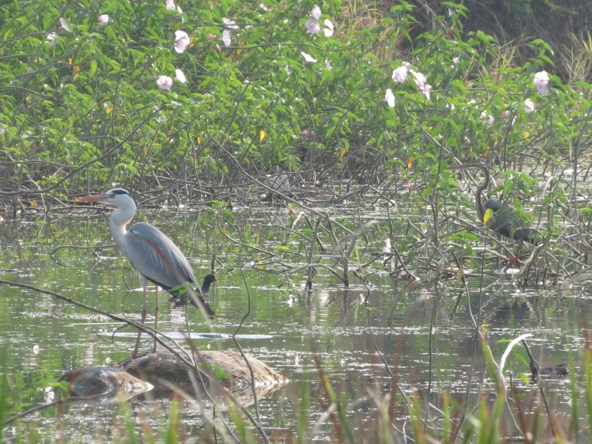 Gray Heron - Sathyanarayana Srinivasan