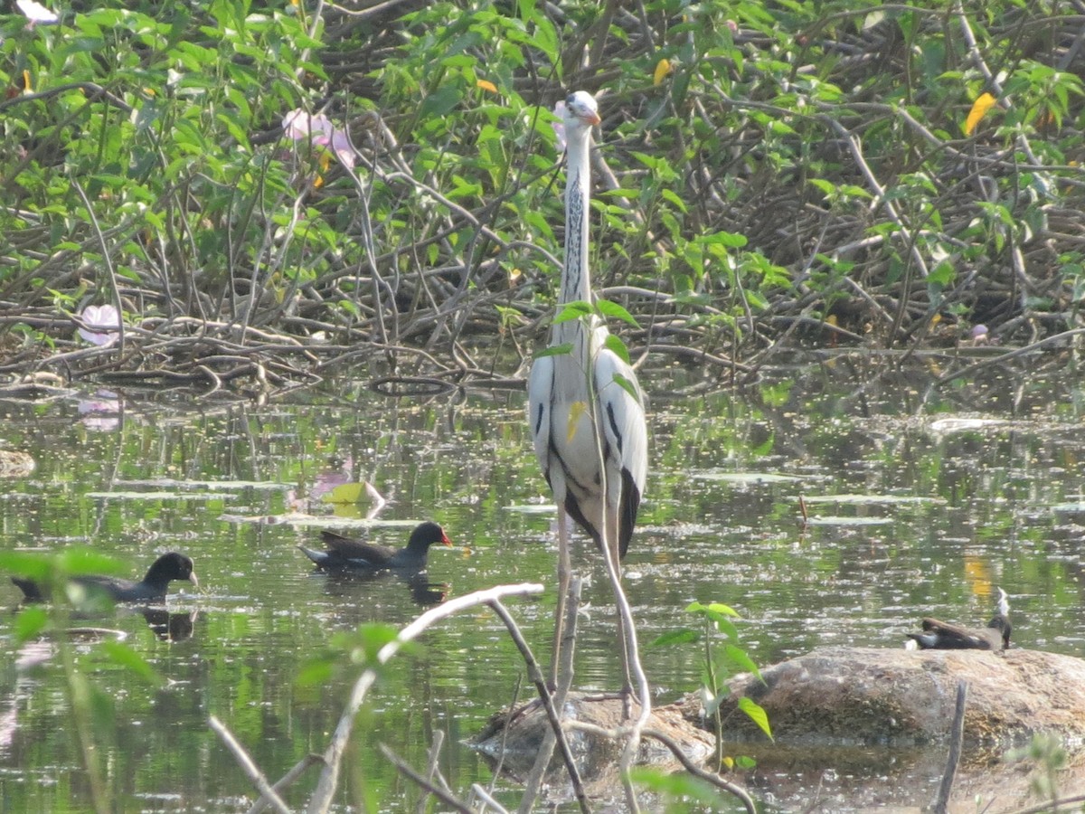 Gray Heron - Sathyanarayana Srinivasan