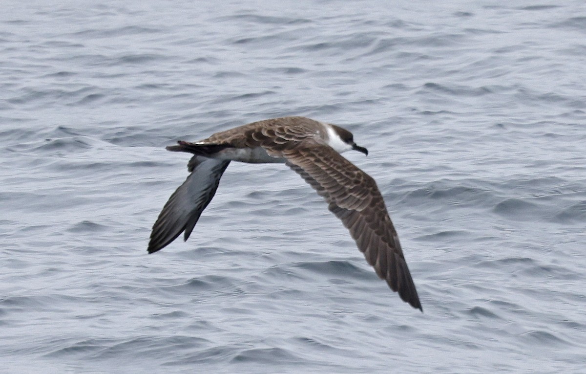 Great Shearwater - ML617521489