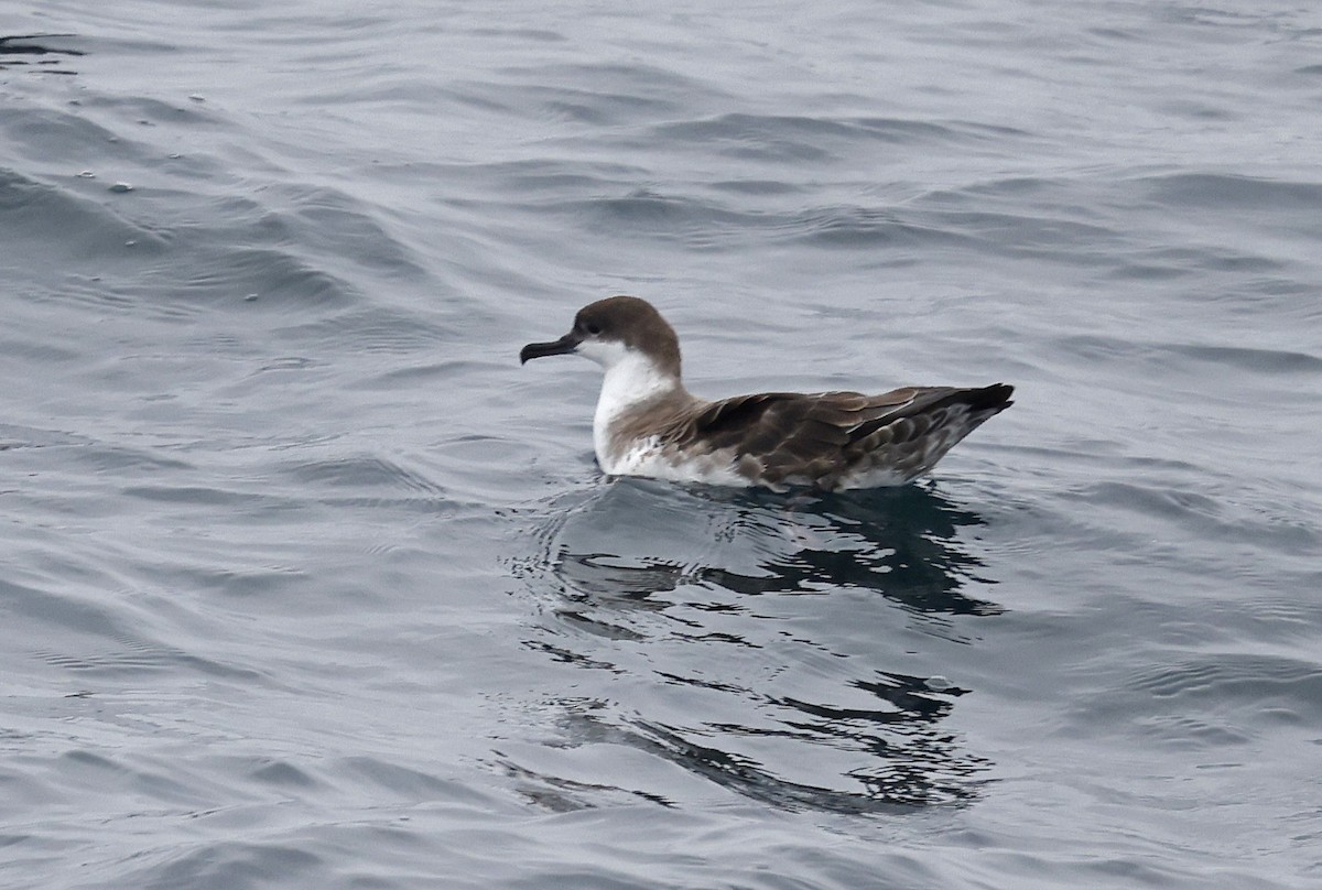 Great Shearwater - ML617521492