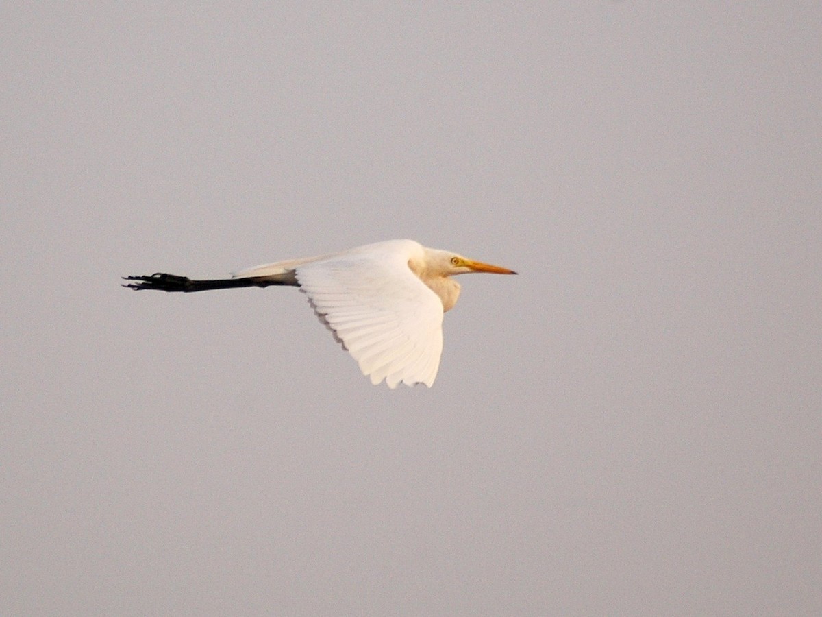 Medium Egret - Sathyanarayana Srinivasan