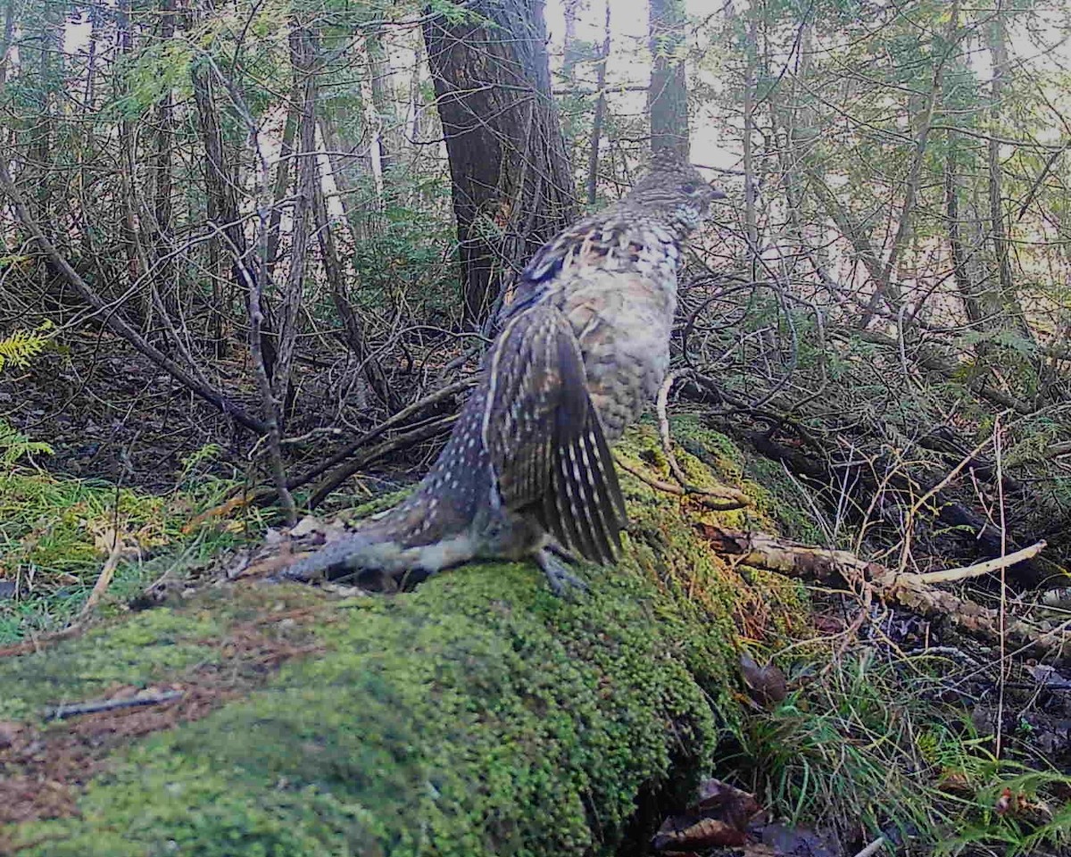 Ruffed Grouse - ML617521497