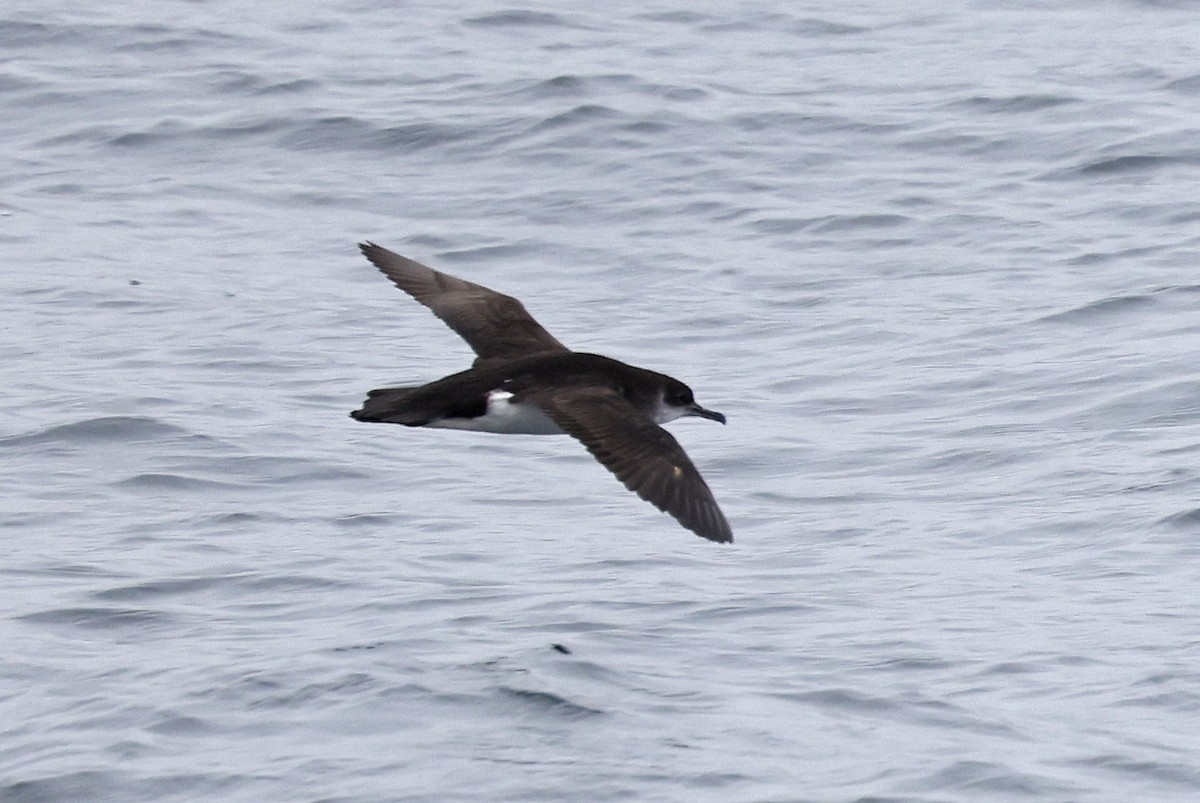 Manx Shearwater - ML617521498