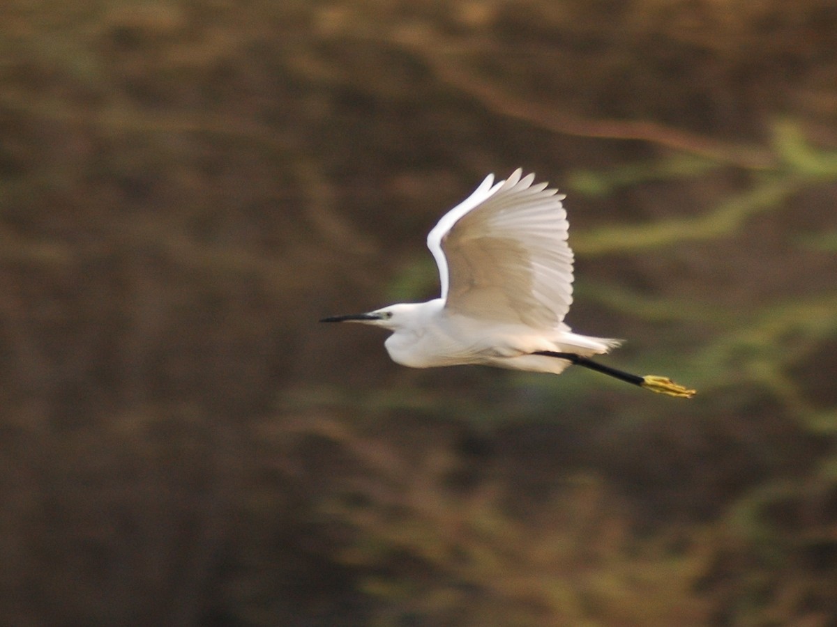 Little Egret - Sathyanarayana Srinivasan