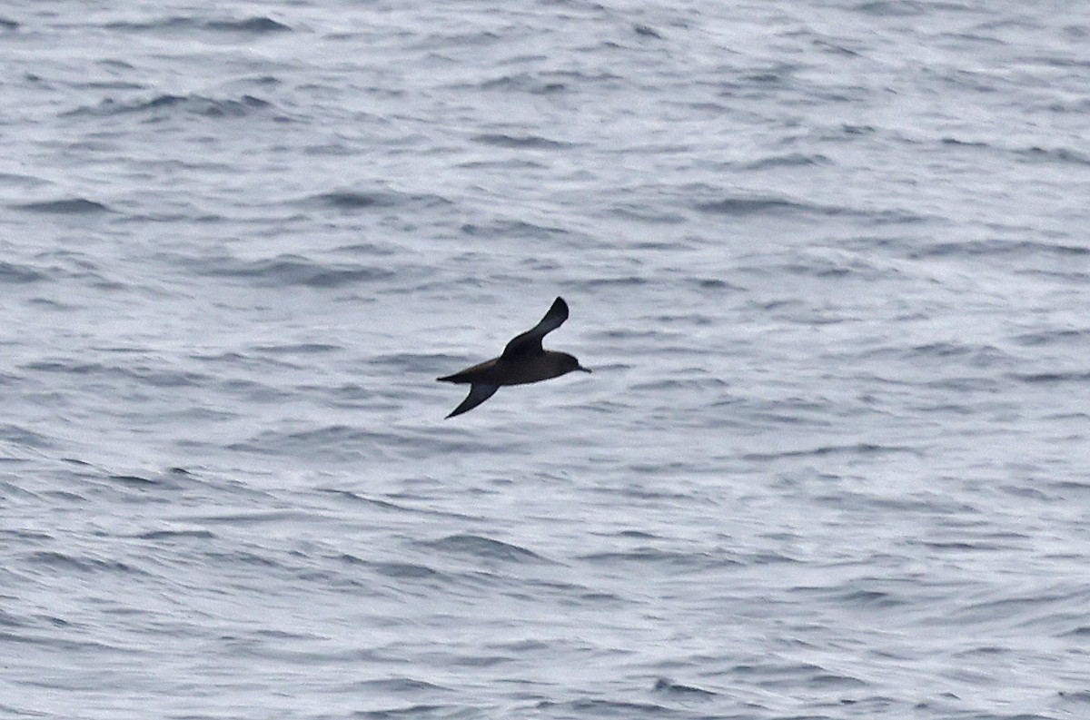 Sooty Shearwater - ML617521533