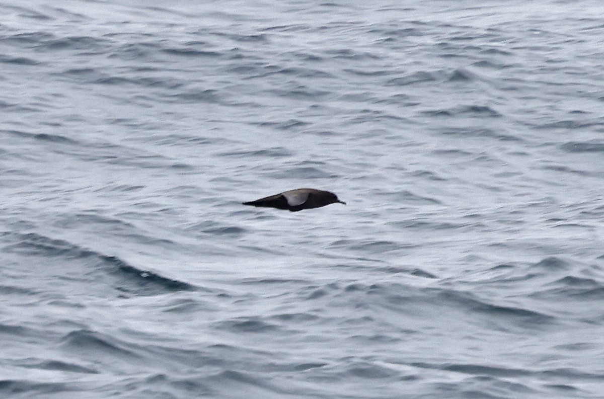 Sooty Shearwater - ML617521536