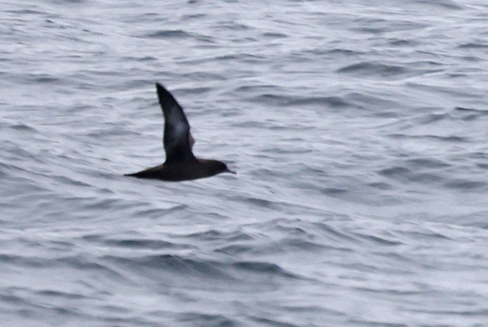 Sooty Shearwater - ML617521543