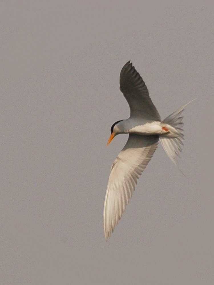 River Tern - Sathyanarayana Srinivasan