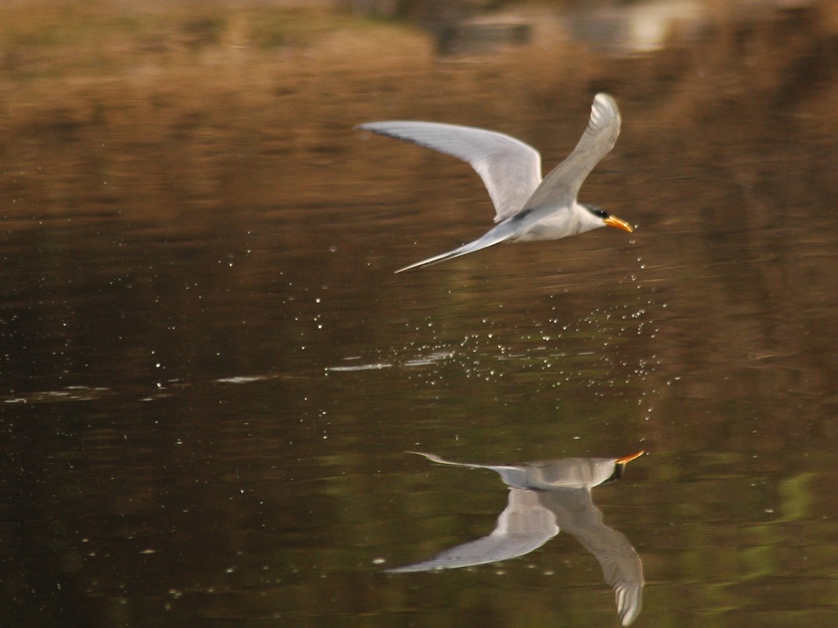 River Tern - Sathyanarayana Srinivasan