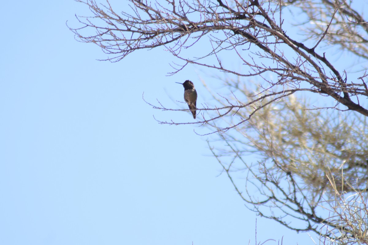 Costa's Hummingbird - ML617521620