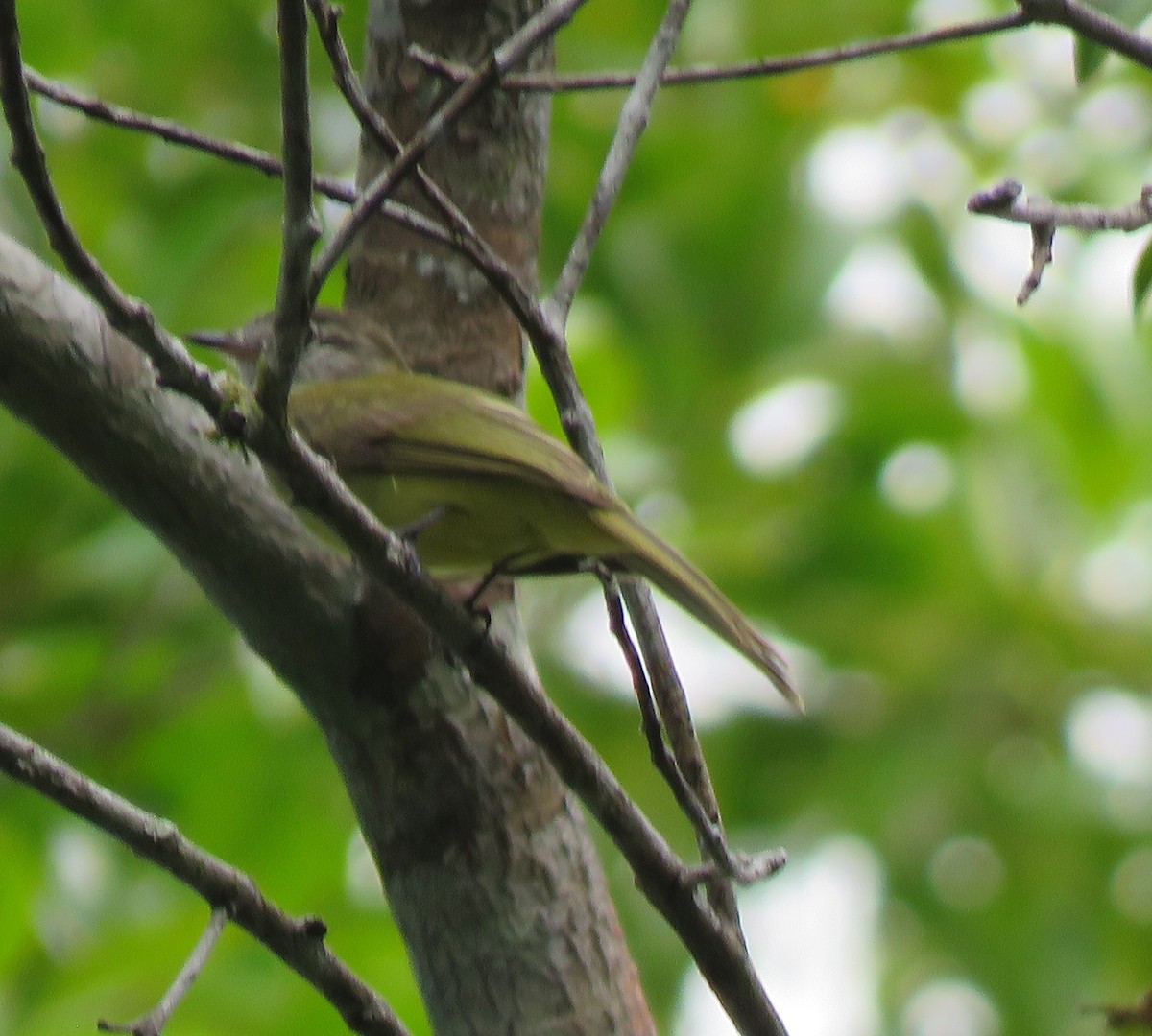 Tawny-crowned Greenlet - la h