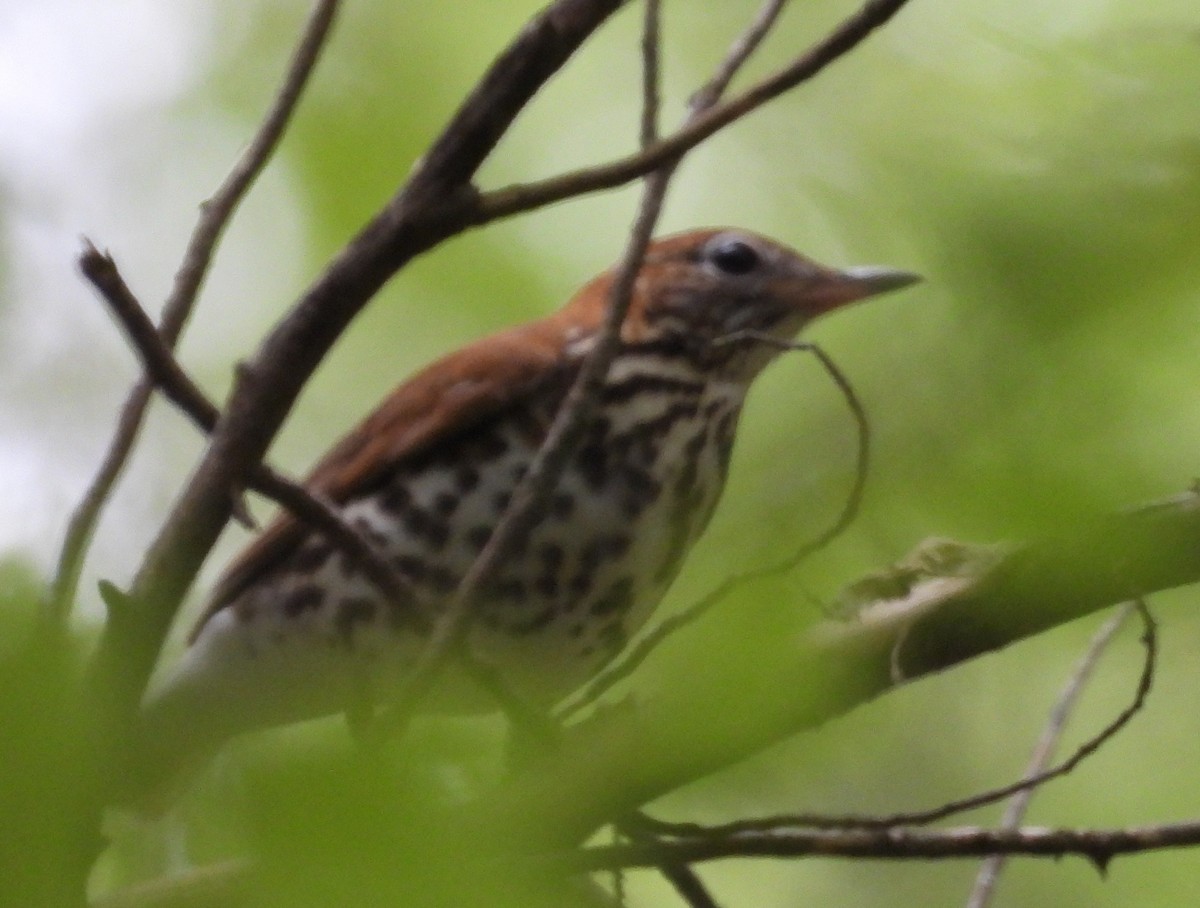 Wood Thrush - Mark DiGiovanni