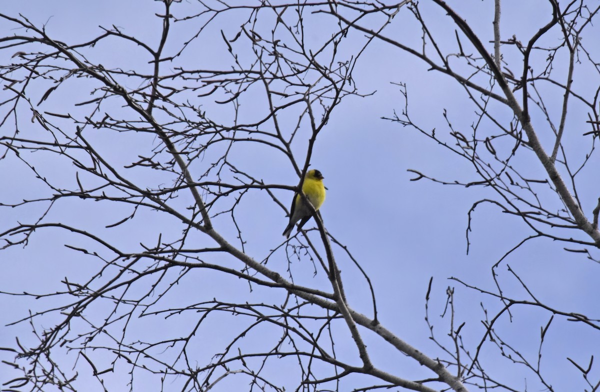 Chardonneret jaune - ML617521635