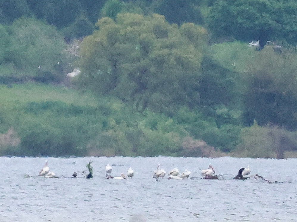 Great White Pelican - ML617521650