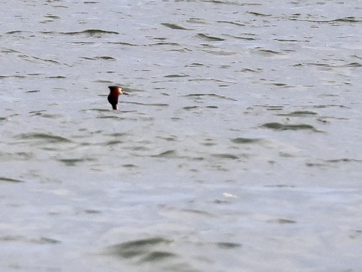 Great Crested Grebe - ML617521662