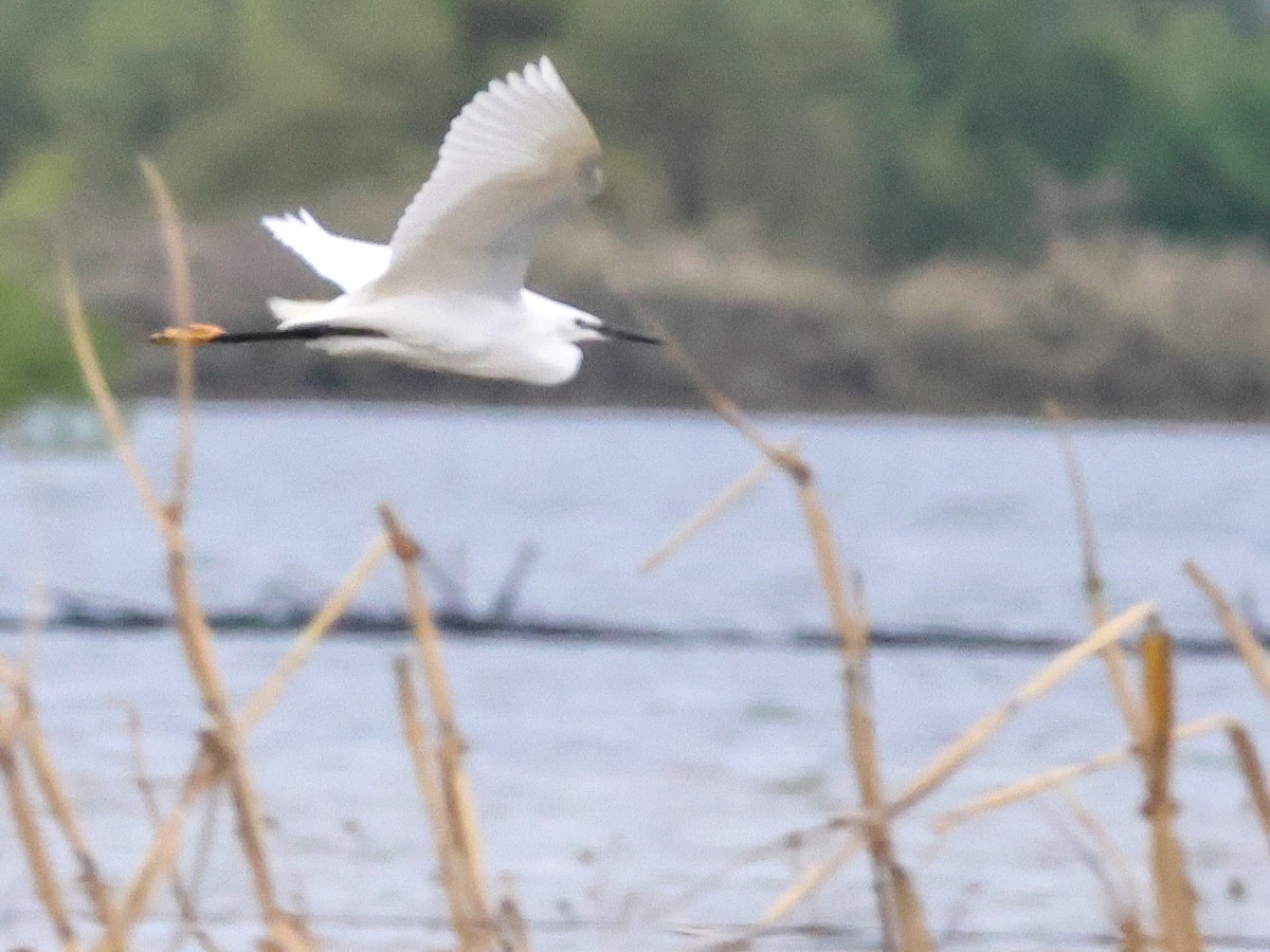 Little Egret - ML617521671