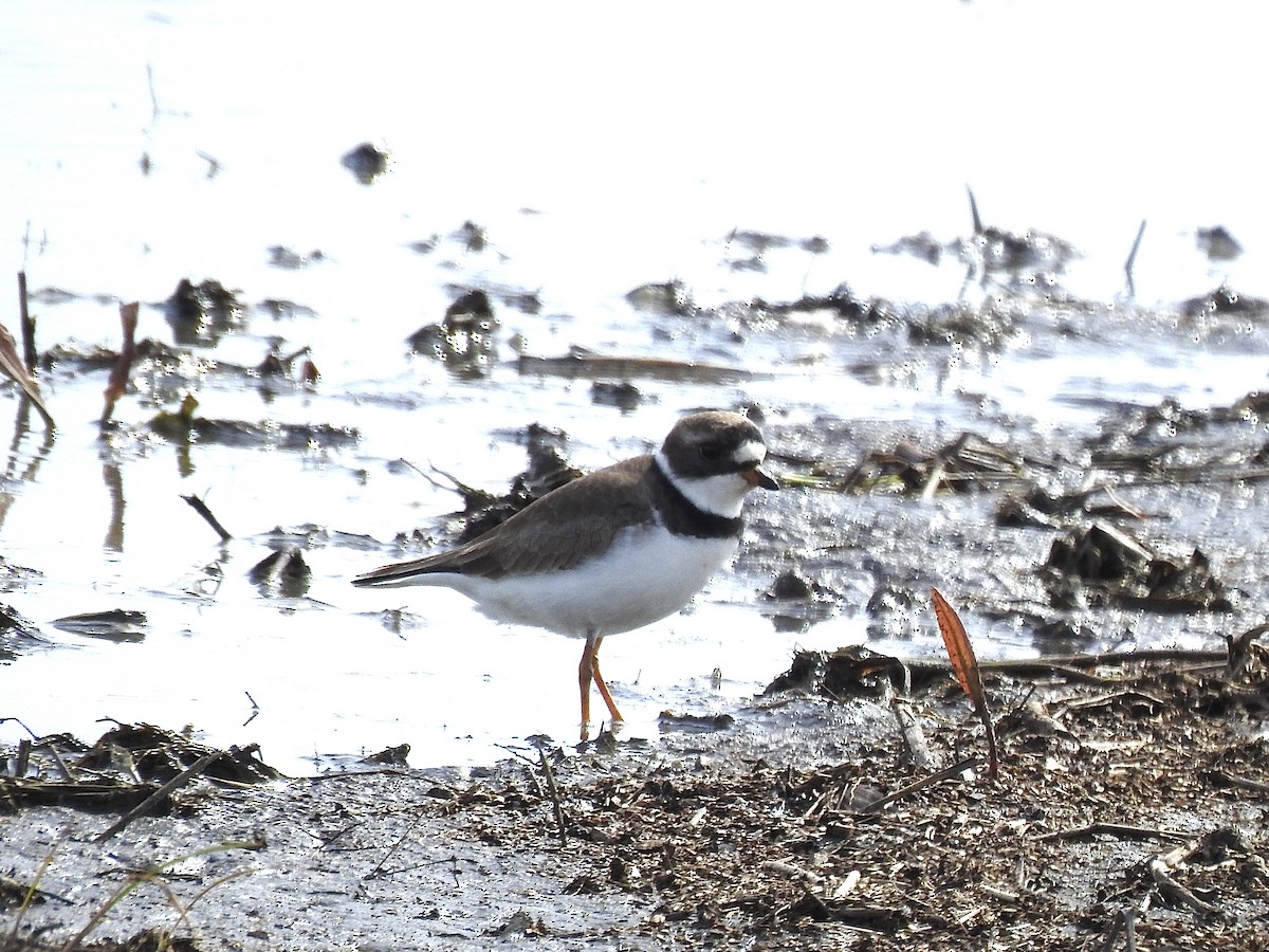 Semipalmated Plover - Sharlane Toole