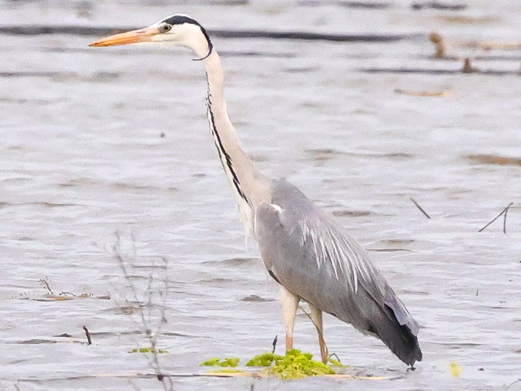 Gray Heron - ML617521684