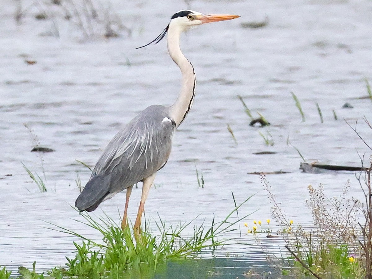 Gray Heron - ML617521685