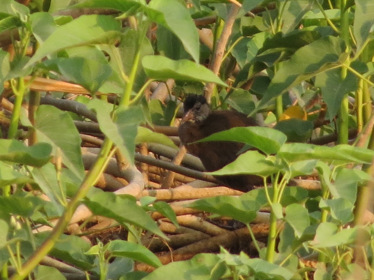 Brown Crake - Sathyanarayana Srinivasan