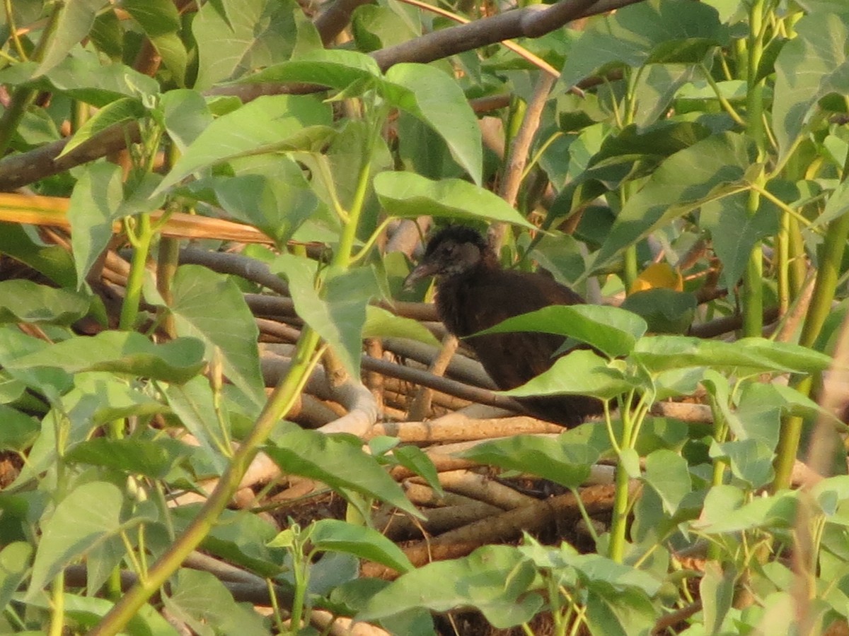 Brown Crake - Sathyanarayana Srinivasan