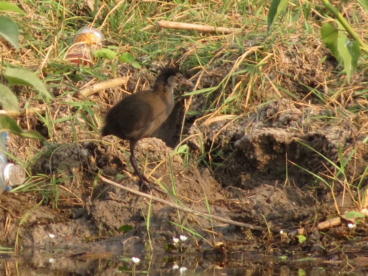 Brown Crake - ML617521695