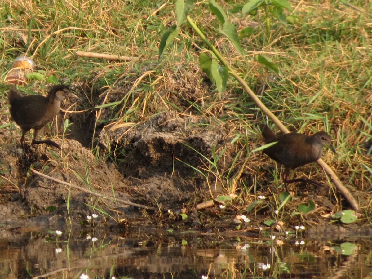 Brown Crake - Sathyanarayana Srinivasan