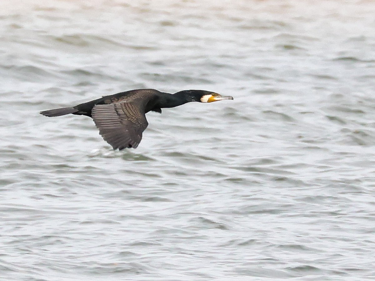 Great Cormorant - ML617521716