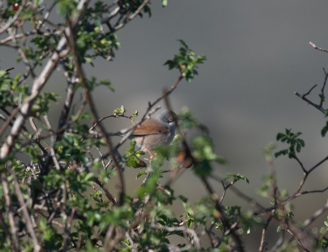 Spectacled Warbler - ML617521719