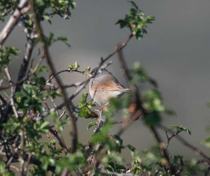 Spectacled Warbler - ML617521720