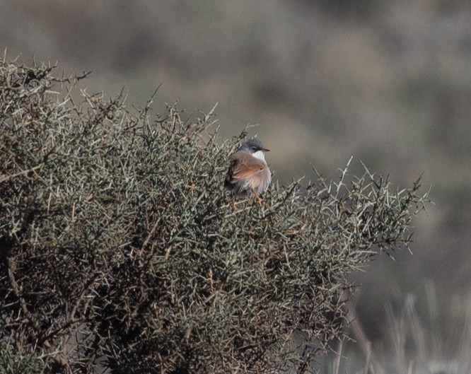 Spectacled Warbler - ML617521721