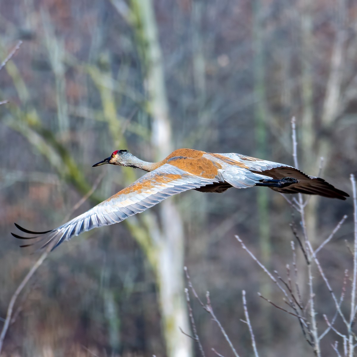 Sandhill Crane - ML617521728