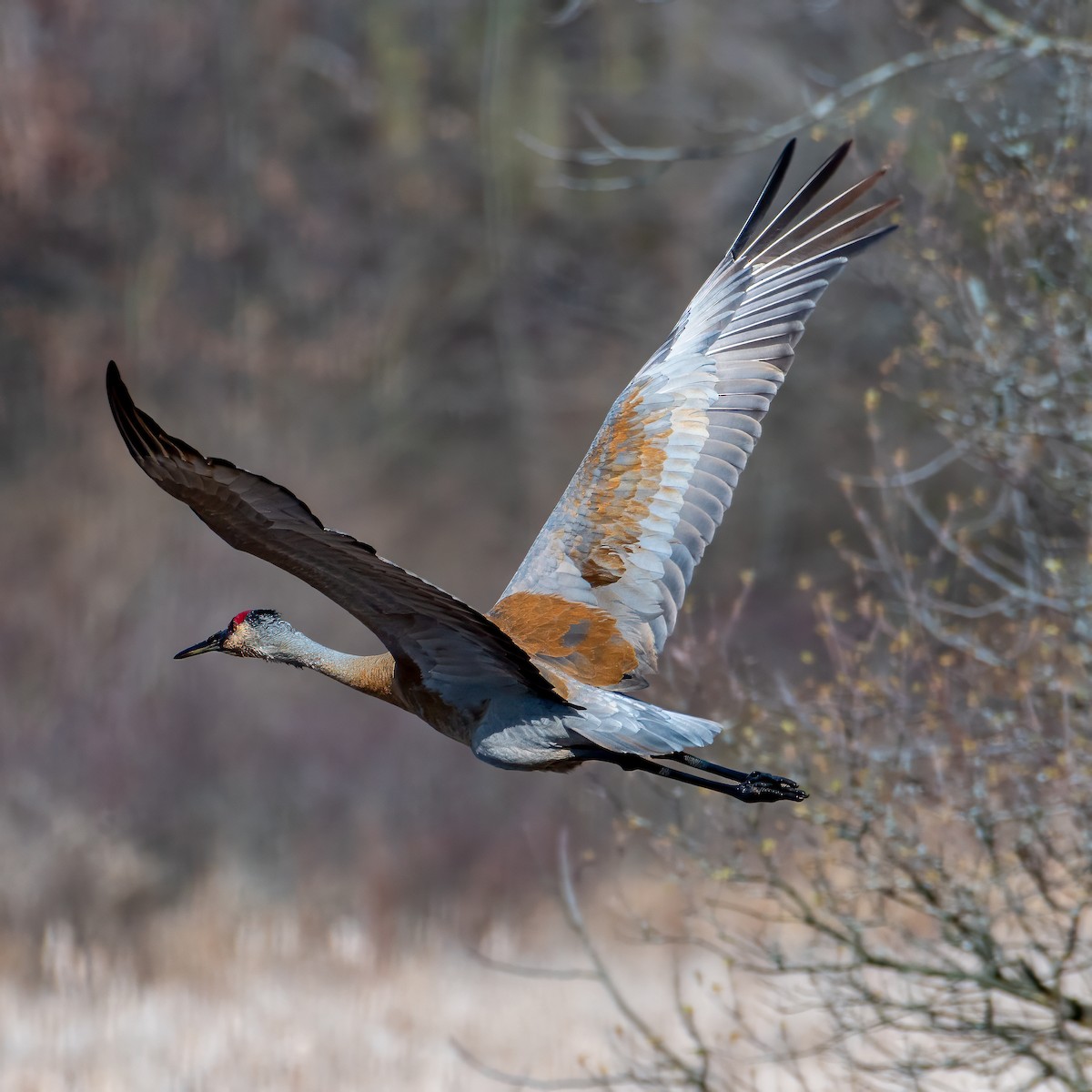 Sandhill Crane - ML617521729