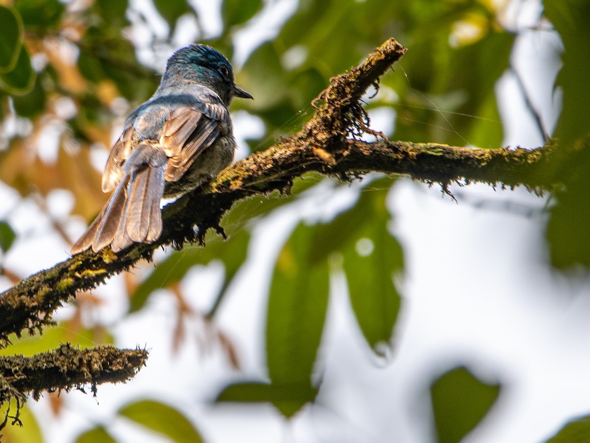 Pale Blue Flycatcher - ML617521734