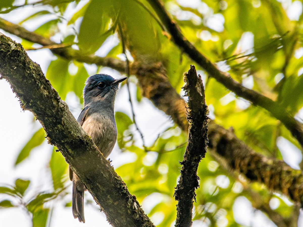 Pale Blue Flycatcher - ML617521735