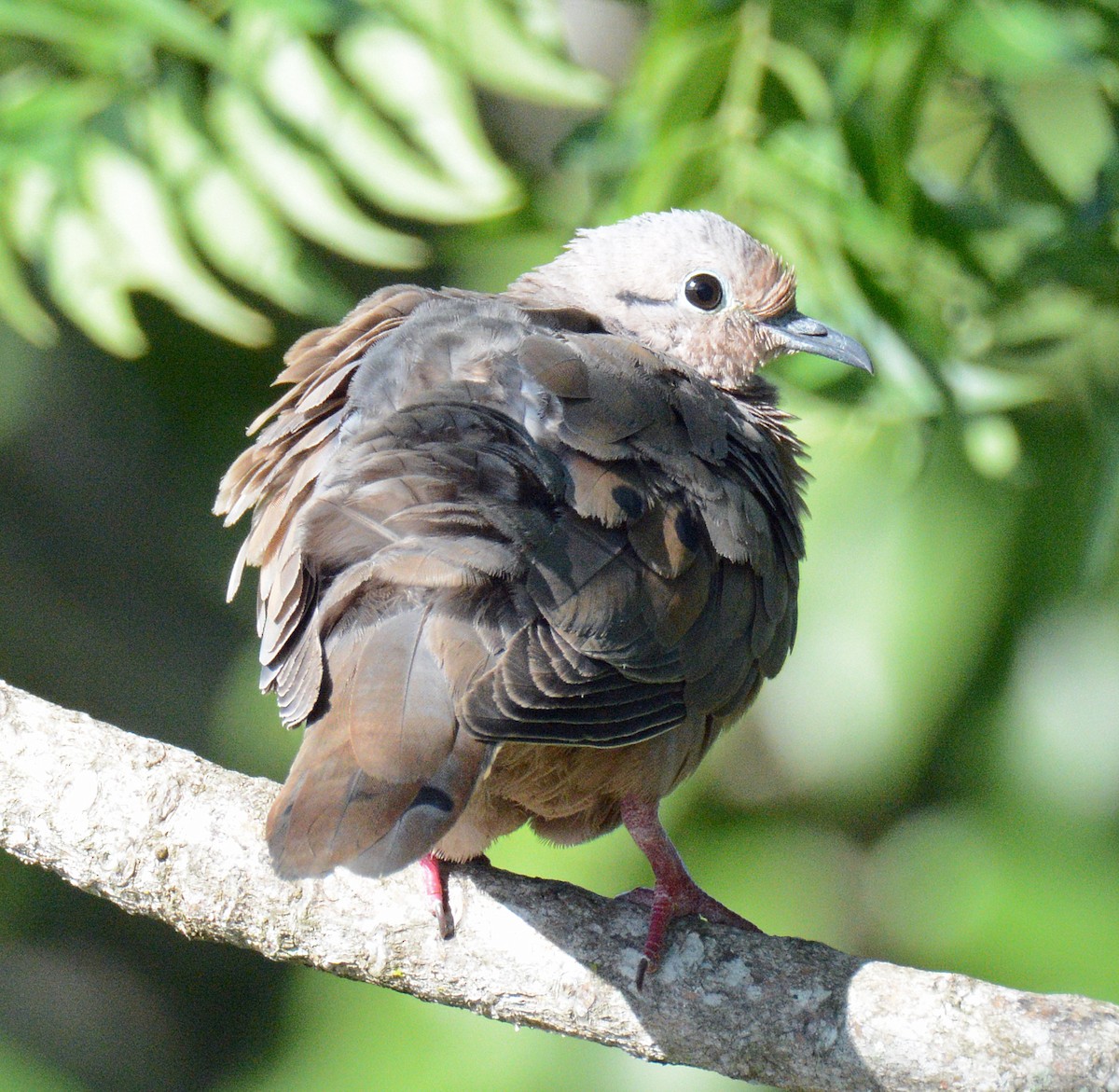 Eared Dove - ML617521740