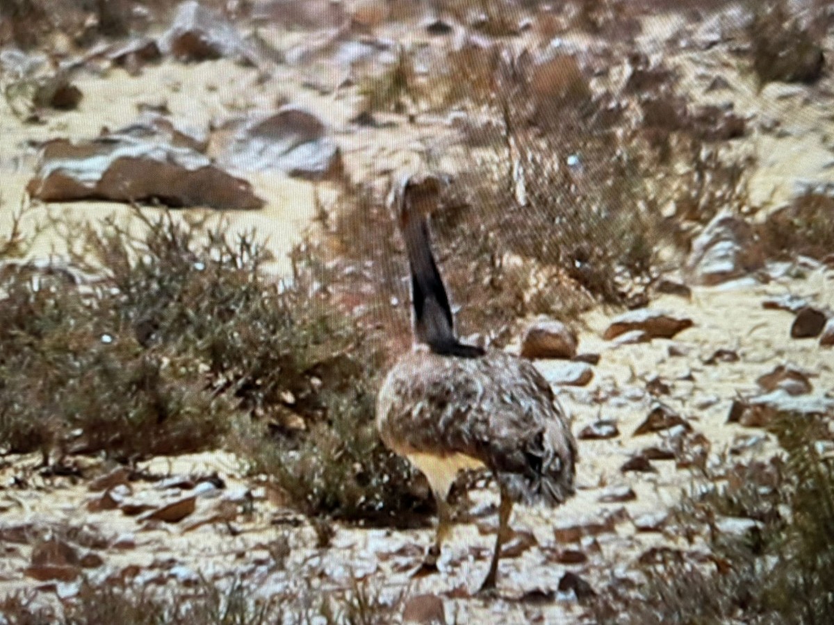 African Houbara - ML617521741