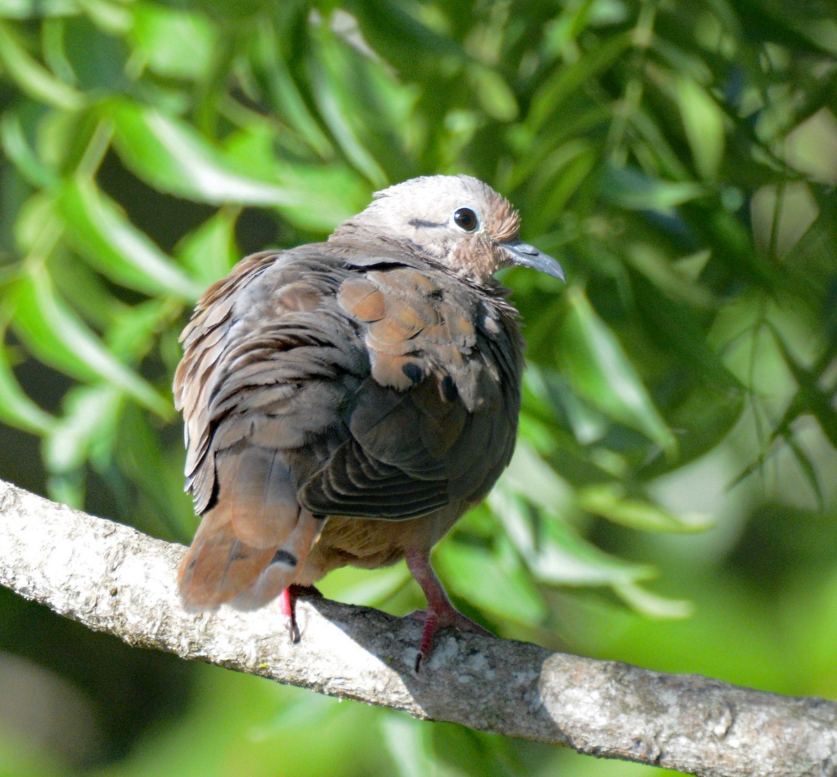 Eared Dove - ML617521743