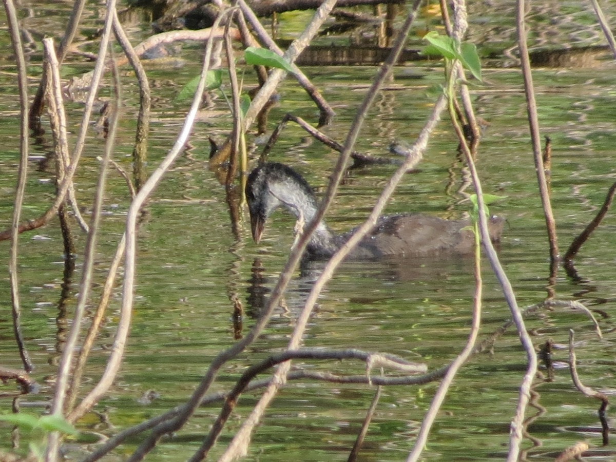 Eurasian Coot - Sathyanarayana Srinivasan