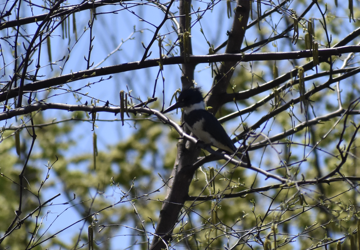 Belted Kingfisher - ML617521770