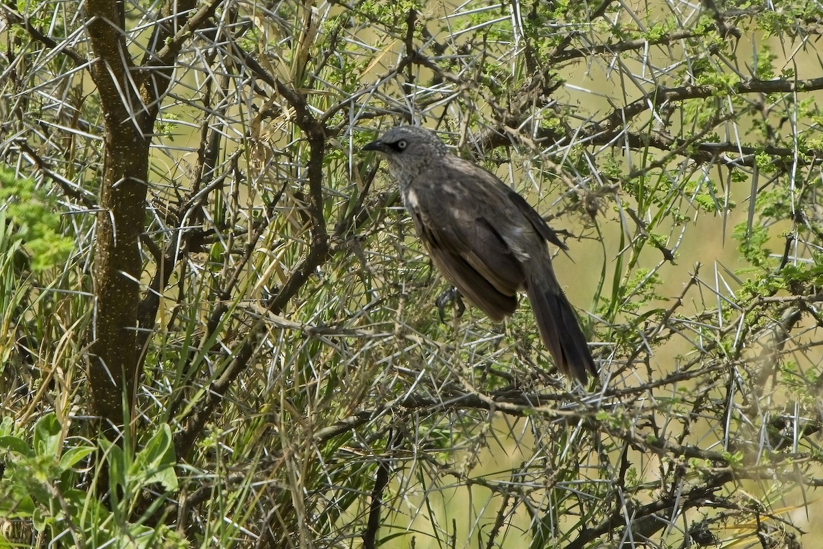 Black-lored Babbler - ML617521830