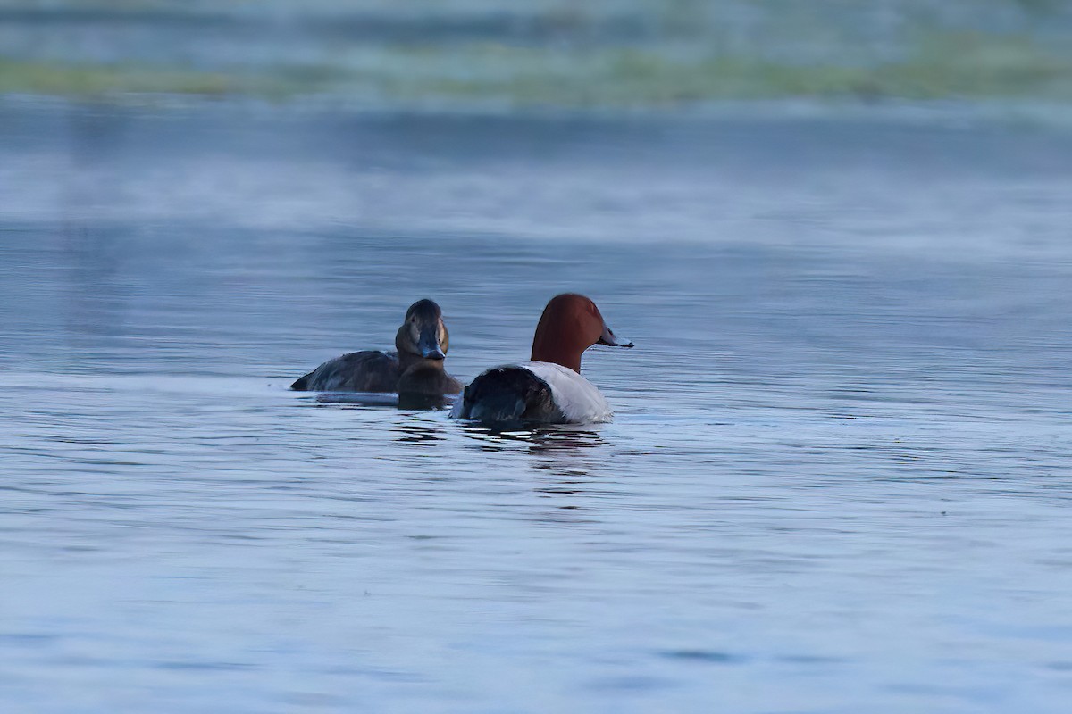 Common Pochard - ML617521852