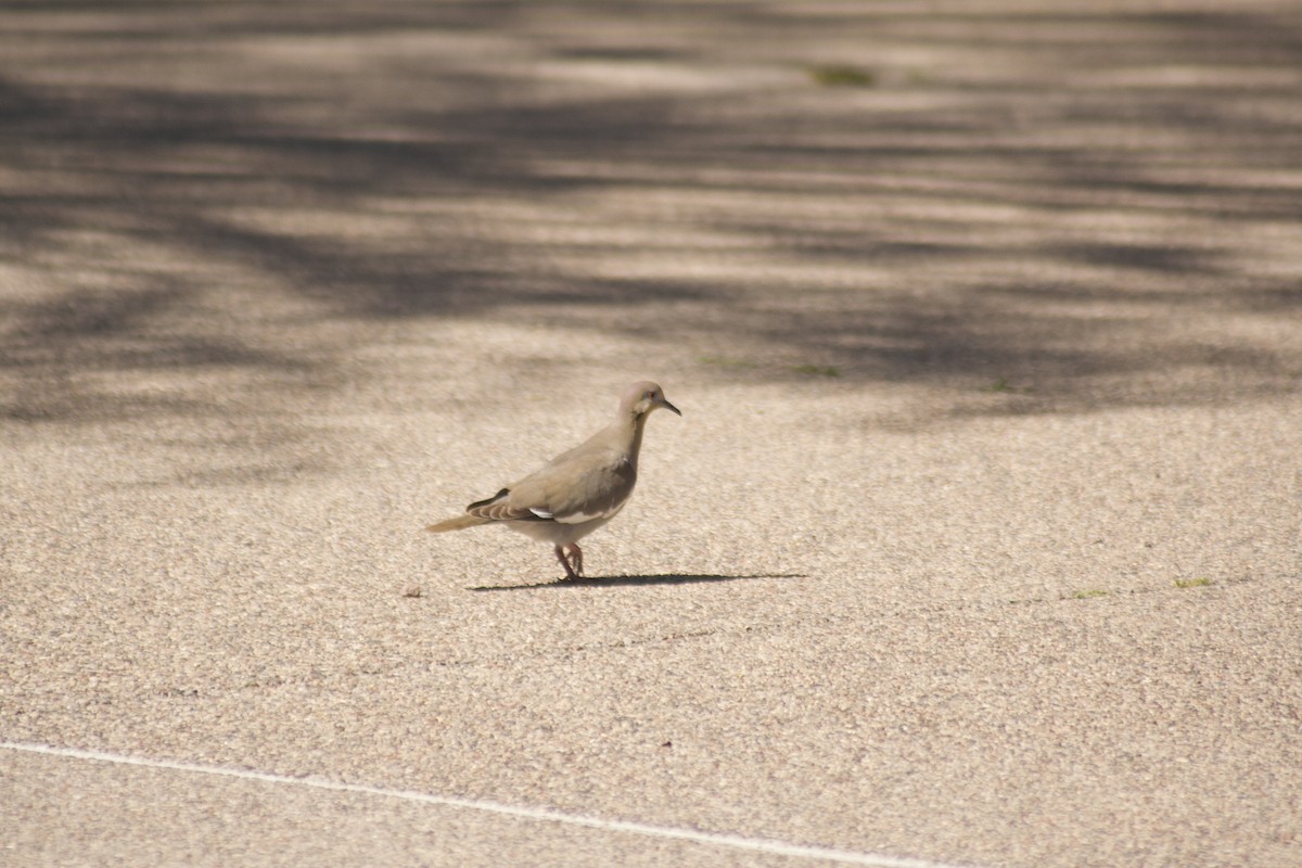 White-winged Dove - ML617521865